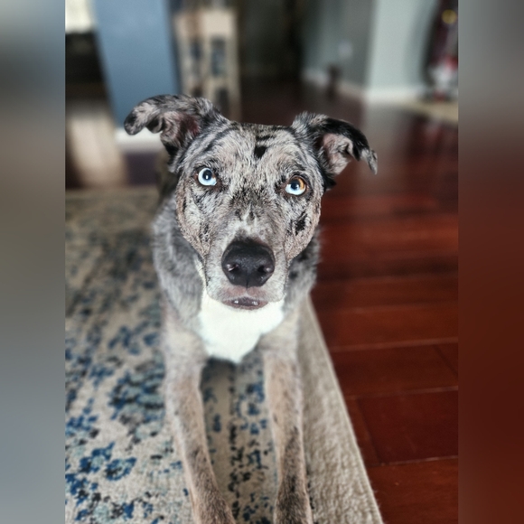 Meet your Posher, Frog 🐸 - Picture 11 of 12